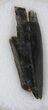 Serrated Tyrannosaur Tooth Fragment - Texas #33223-1